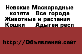 Невские Маскарадные котята - Все города Животные и растения » Кошки   . Адыгея респ.